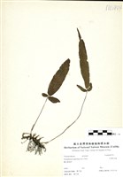 藏品(三葉新月蕨)的圖片